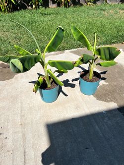 (2) banana plants