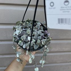6” Full Variegated String Of Hearts 