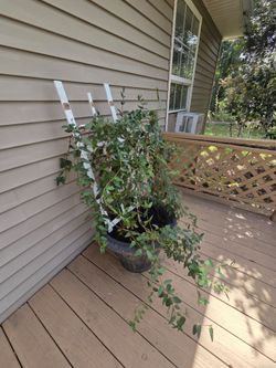 Potted Climbing Plant with Trellis