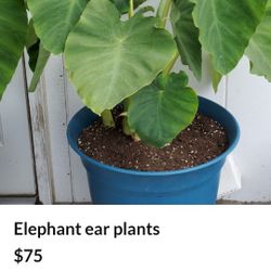 Elephant ear plants