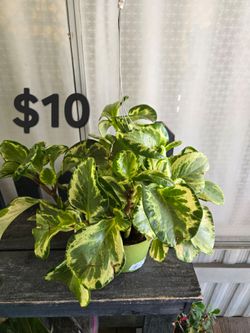Peperomia