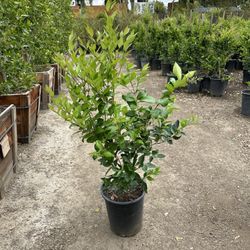 Ligustrum Waxleaf Privets Hedge