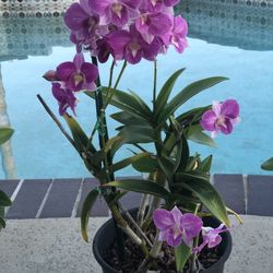 Orchid Plants