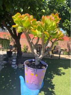 Very Beautiful jade tree ❤️