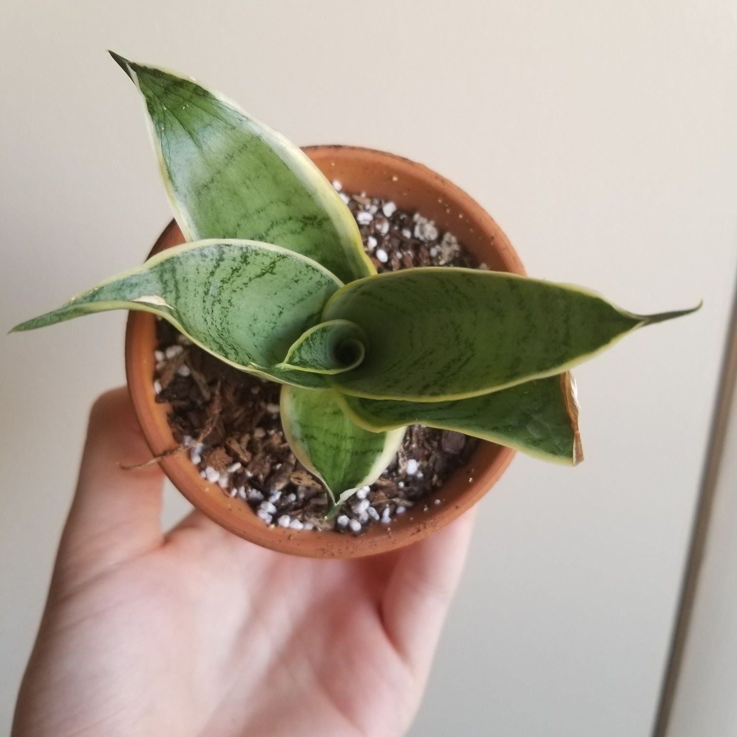 Night Owl Snake Plant