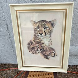 Picture Of A Cheetahs