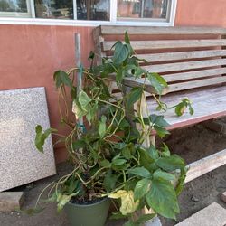 Plant 