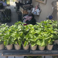 $10 Superhot Chili Plant Specials 