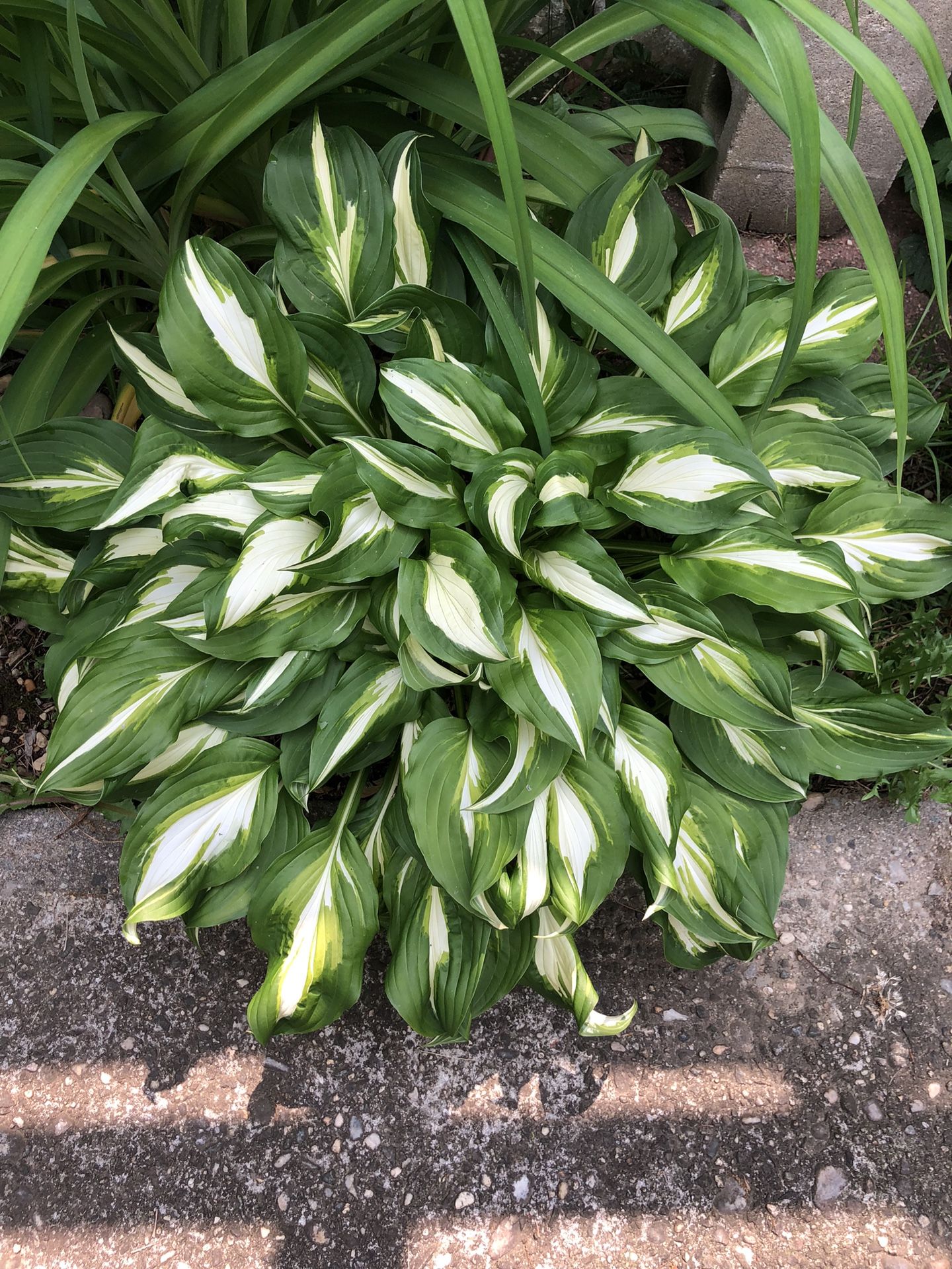 Batches Of 6 To 8 Hosta  Plants  Over  2 Feet Easy 
