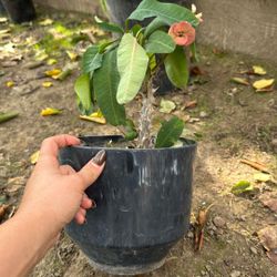 Crown Of Thorns Plant