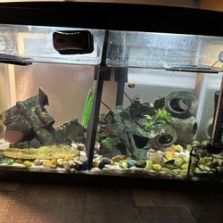 10 Gallon Tank 