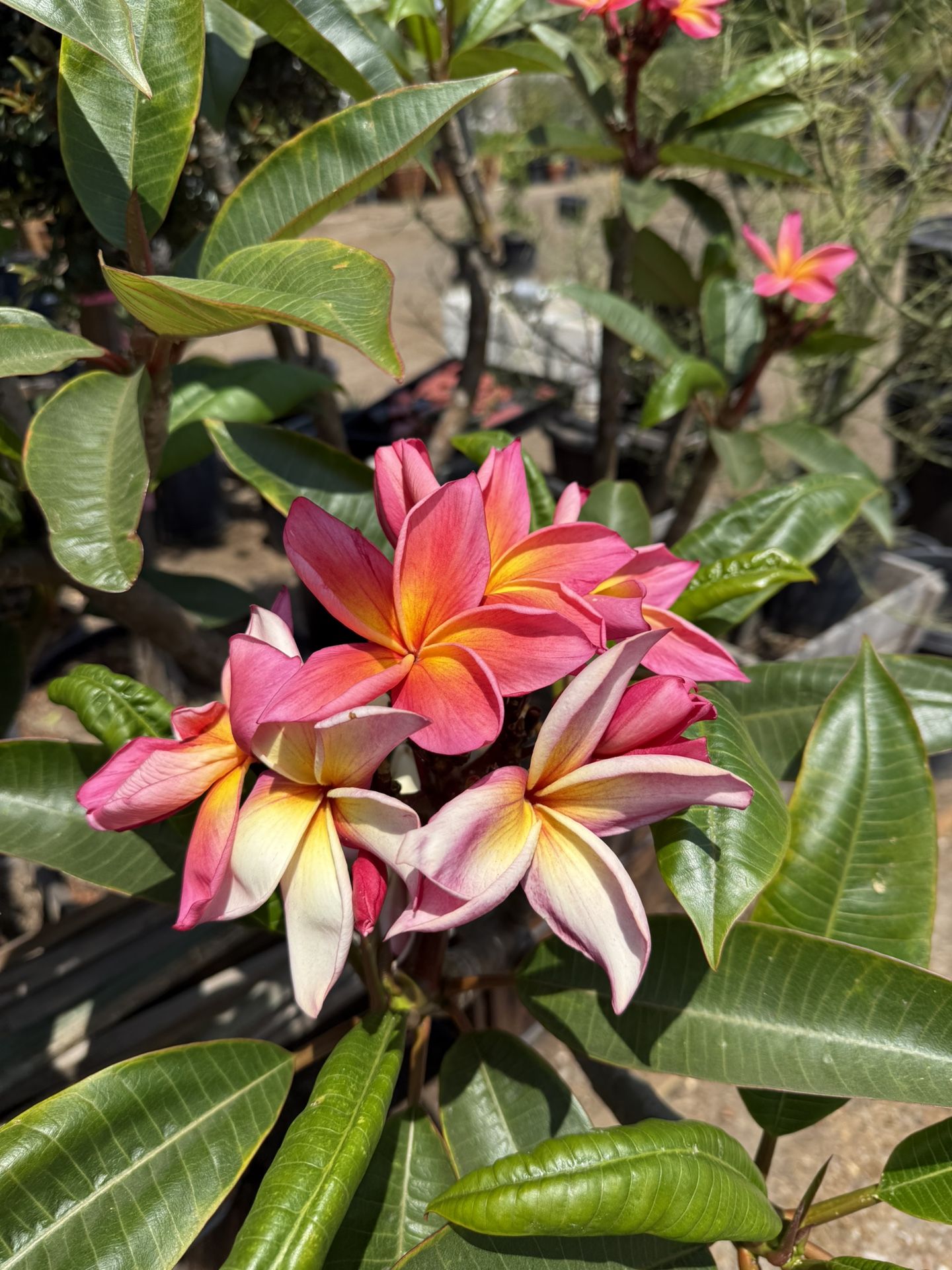 Plumeria Plants
