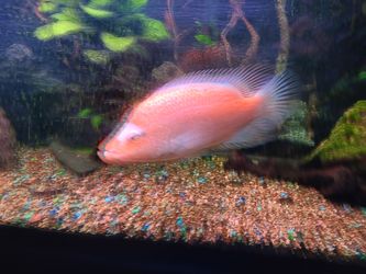 100 gallon aquariumand stand plus extras. 6 feet long. https://offerup.co/faYXKzQFnY?$deeplink_path=/redirect/ fish
