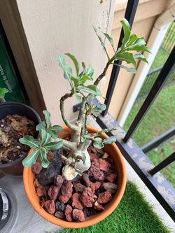 Plant