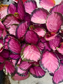 Plants (4”pot💕Calathea Pink Star🌿)