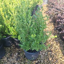 Boxwood 