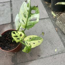 Monstera Swiss Cheese Variegated