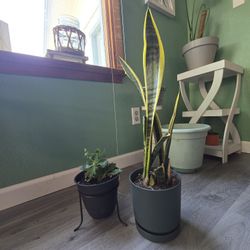 Snake Plant