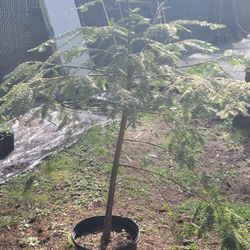 Nice Grand Fir Tree In Pot 5 Feet Tall 