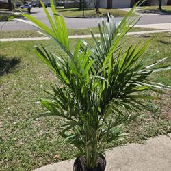 Cat Palm Live Plants 