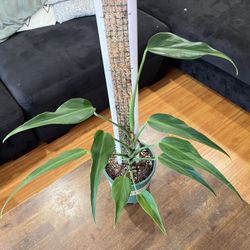 Burle Marx Flame