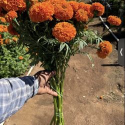 Fresh Marigold Flowers (Cempasúchil) – $5 Bundle