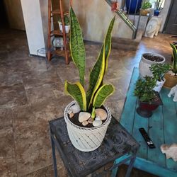 Very Healthy Sansevieria Snake Plants In 6in Ceramic Pot With Shells And Stones 