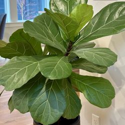 House Plants-fiddle Leave -fig Plant