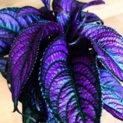 Beautiful Ornamental Plant 🪴 