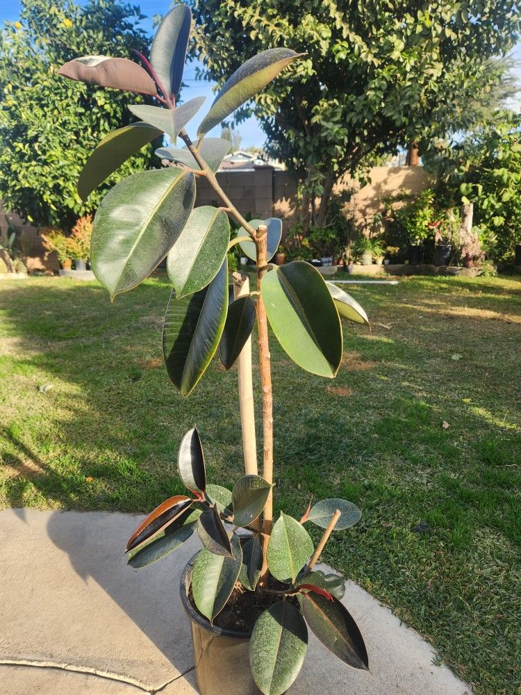 4 Feets Ficus Tineke Rubber Plant