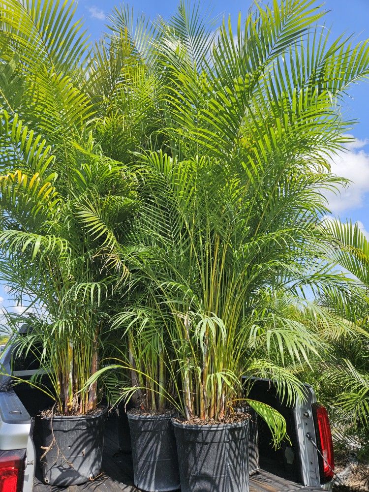 huge arecas and podocarpus over 8 feet tall Instant Privacy Hedge For Fence Green Full