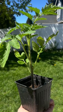 Organic heirloom Tomato plants