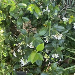 Jasmine