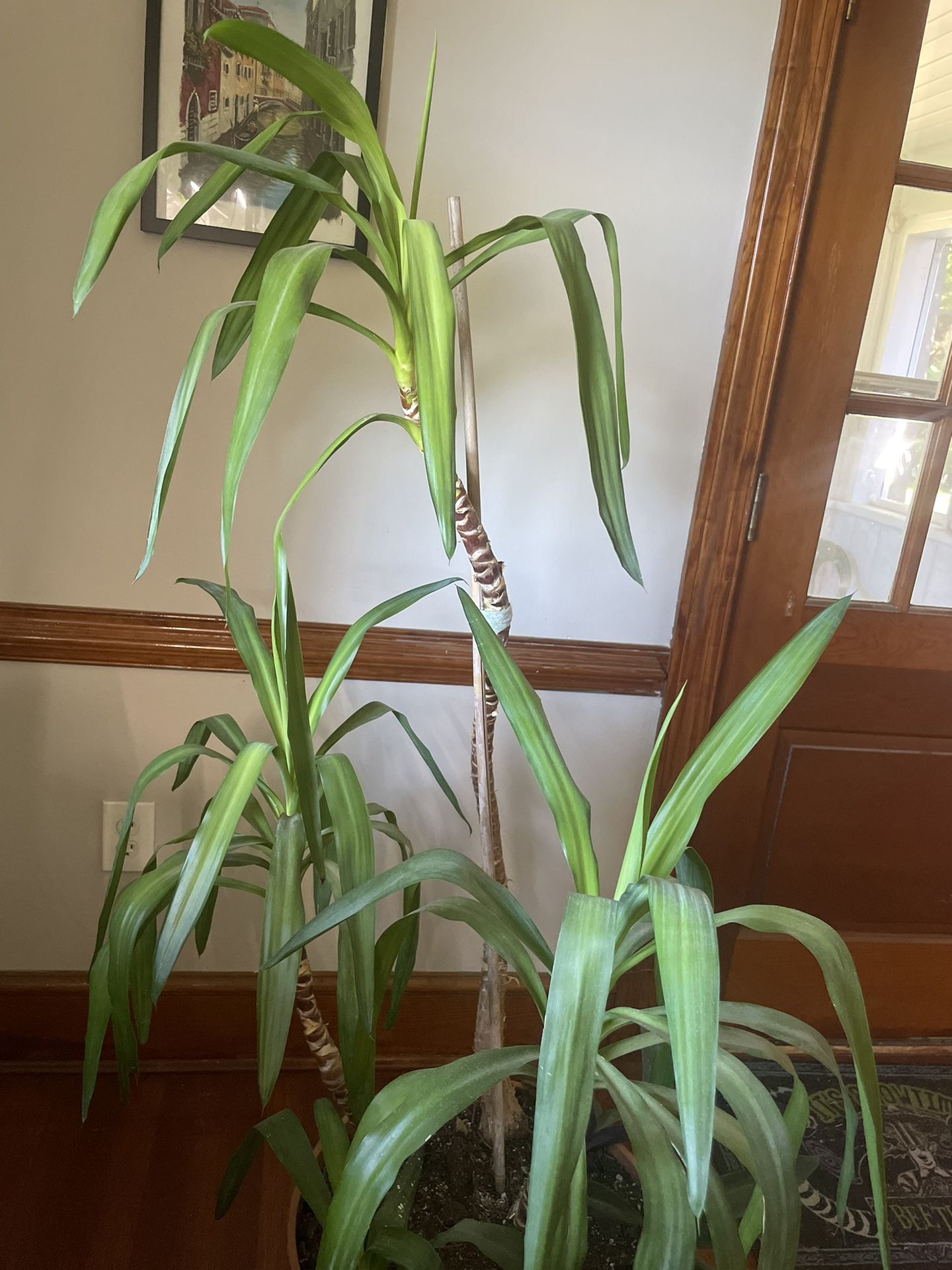 Large Yucca House Plant