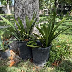 Clivia   Miniata - Seasonal Flowers