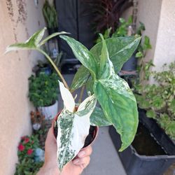 Variegated Syngonium Albo Plant $22