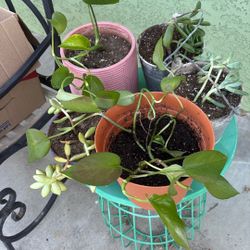 Succulents. All for $30. Including pots.