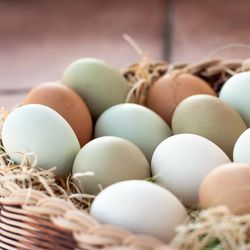 Blanquillo Orgánico