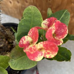 Corona de  Cristo  perla del dragon