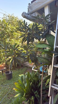 Big Jim loquat
