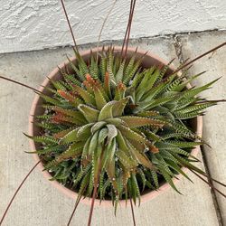 Blooming Succulent Plant In One Gallon Pot 
