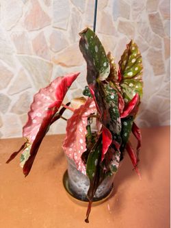 Pink Begonia Maculata Variegated Plant - 5inch