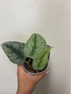 Satin pothos