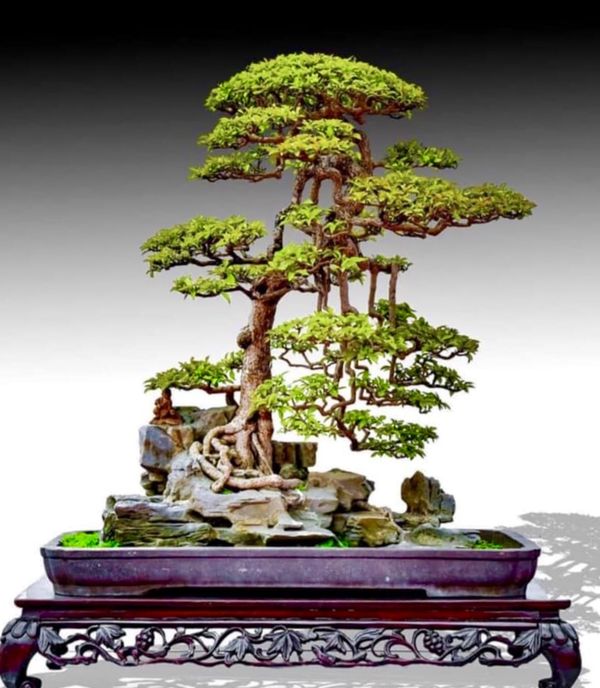 Bonsai tree for Sale in Plantation, FL - OfferUp