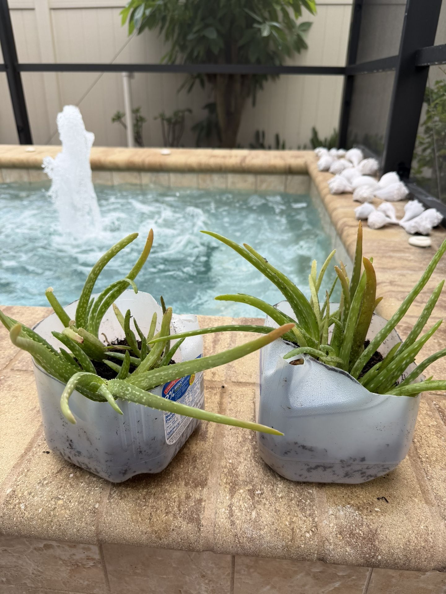 LOTS OF BABY ALOE VERA