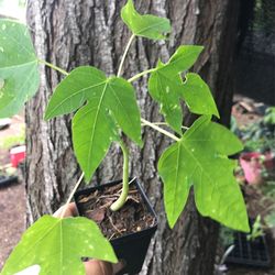 Papaya Plant Small Baby Tree