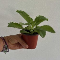 Mother Of Thousand Plants Succulent