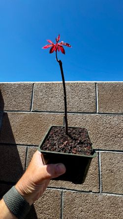 japanese red maple  tree in 4” container