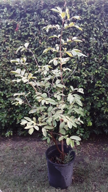 Organic Guava tree