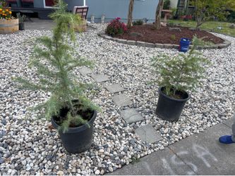 Cedar saplings